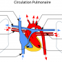 petite_circulation.png